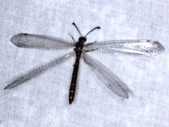 Bandidus canifrons