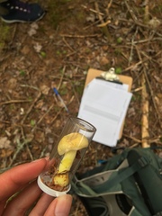 Gymnopilus validipes