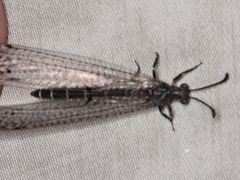 Bandidus canifrons