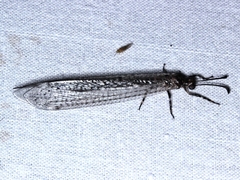 Bandidus canifrons