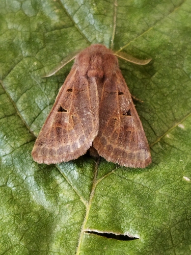 Episema tersa