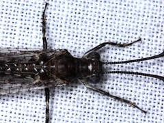 Bandidus canifrons