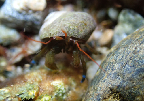 Blueband Hermit Crab, photo 6 of 8
