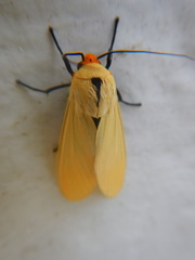 Selenarctia pseudelissa