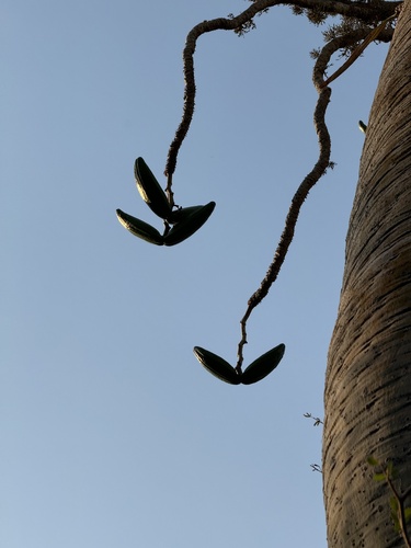 Pachypodium geayi