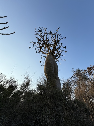 Pachypodium geayi