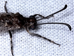 Bandidus canifrons