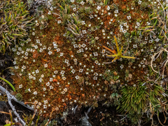 Ribbon Plant (Schizacme)