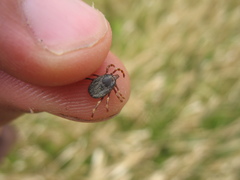 Hyalomma