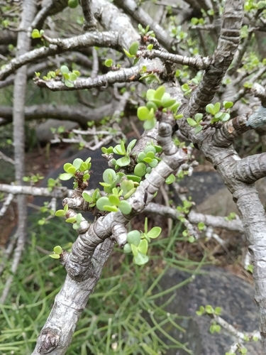 Image of Portulacaria afra by (c) Benjamin Fredlund, some rights reserved (CC BY)