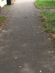 Motacilla alba yarrellii