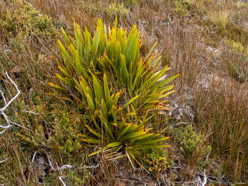 Phormium tenax