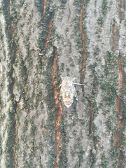 Cicada orni