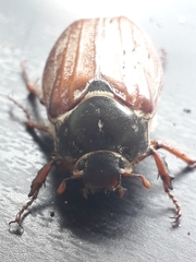 Melolontha melolontha