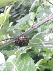 Melolontha melolontha