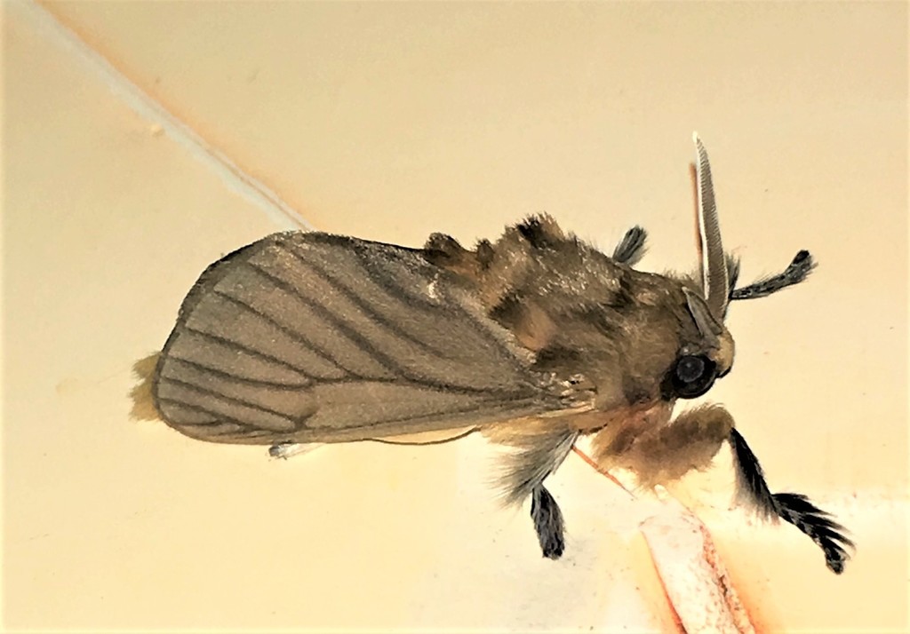 Thoscora pellucida