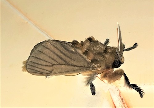 Thoscora pellucida