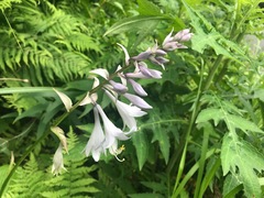 Hosta sieboldiana