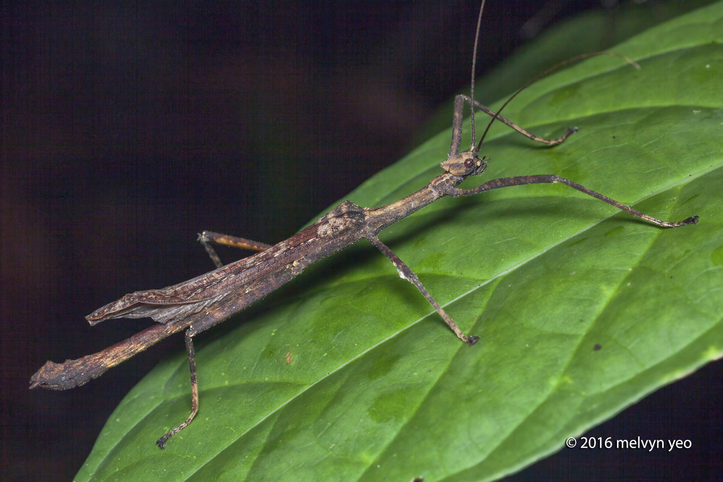Loxopsis seowi