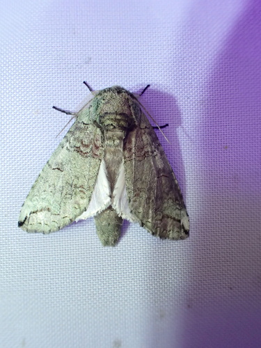 Heterocampa astartoides photo 4