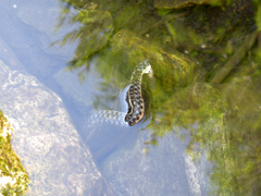 Thamnophis hammondii