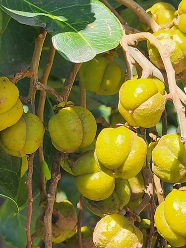 Cupaniopsis anacardioides