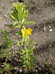 Oenothera villosa