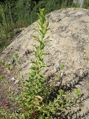 Oenothera villosa