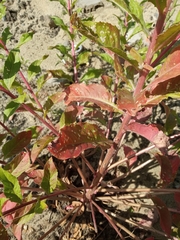 Oenothera villosa