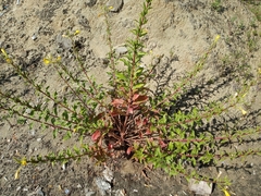 Oenothera villosa