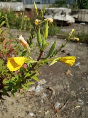 Oenothera villosa
