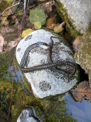 Thamnophis hammondii