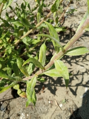 Oenothera villosa