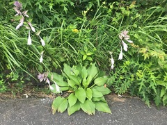 Hosta sieboldiana