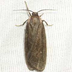 Hypoprepia inculta