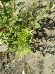 Oenothera villosa
