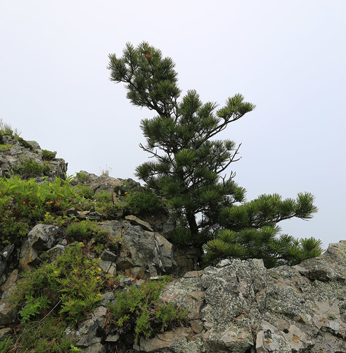 Korean pine