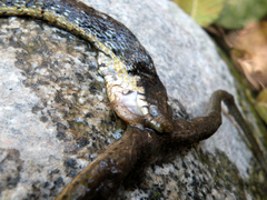 Thamnophis hammondii