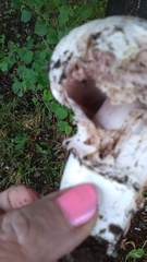 Agaricus bitorquis