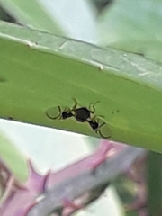 Anomoia purmunda