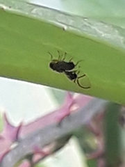 Anomoia purmunda