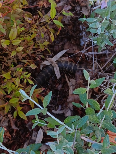 Tiger Snake sighting