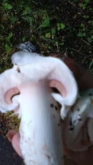 Agaricus bitorquis