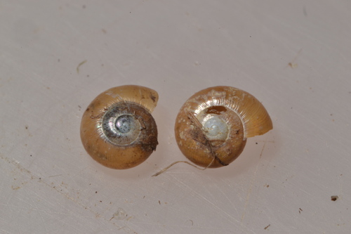 Rayed Glass snail, 10200 Soulaines-Dhuys, France, photo 7 of 10