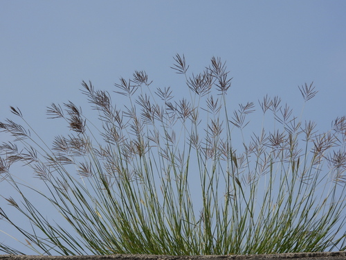 Dichanthium annulatum iNat (2)