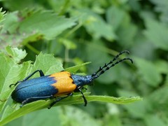 Desmocerus palliatus