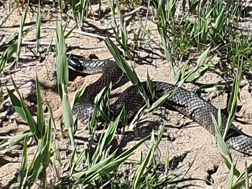 Tiger Snake sighting