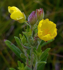 Crocanthemum canadense