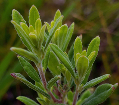 Crocanthemum canadense