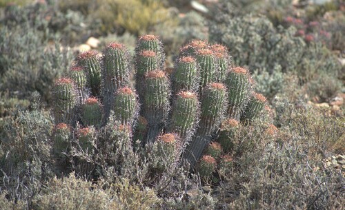 Euphorbia stellispina, photograph 5